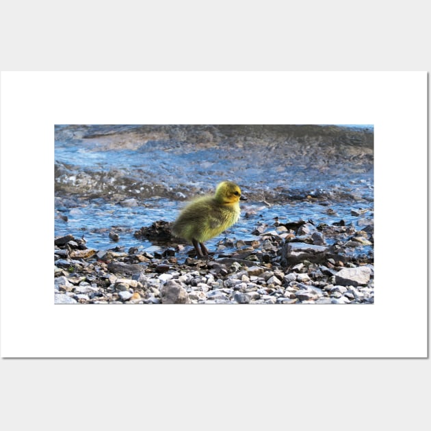 Gosling Walking Along The Water Wall Art by BackyardBirder